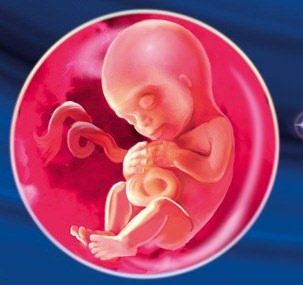 Эмбрион в животе