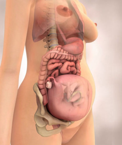 Женские органы во время беремености