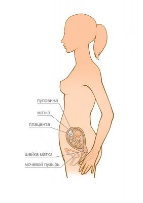 Структура женских органов