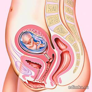 Женские органы и ребенок