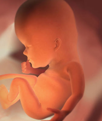 эмбрион 12 неделя