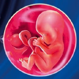 эмбрион 14 неделя