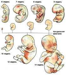 Ощущения беременности в первом триместре беременности thumbnail