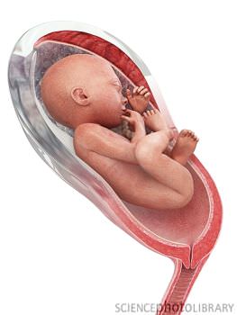 23 неделя развития. Младенец в утробе. Малыш на 23 неделе беременности.